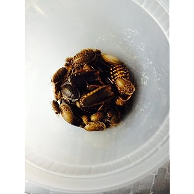 Buy Dubia Roaches 100 Mixed Size for Feeding Reptiles By Copper Dragons