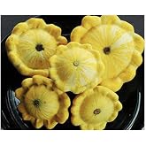 Yellow Bush Scallop Squash Seeds - Approximately 40 Seeds