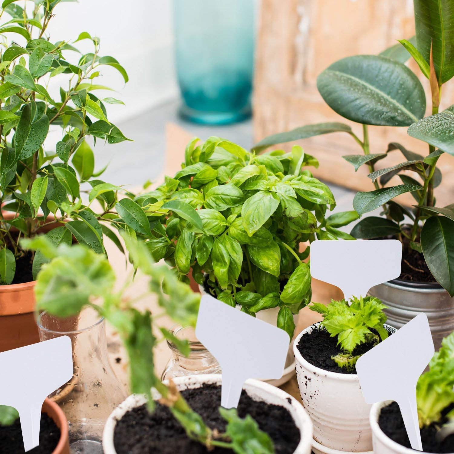 MaKas Etiquetas de Tipo T para Plantas Blancas de 200 Piezas ...