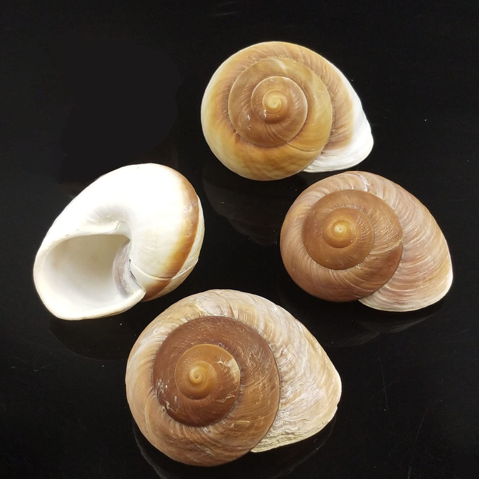 Besimple Hermit Crab Shells Snail Shells 4 Muffin Snail Shells for Decoration 2"-3/4" Inch-3Inch
