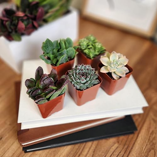 Succulents Plants Live (6PK) Potted Succulent Plants Live House Plants,  Cactus Plants Live Plants Indoor Plant
