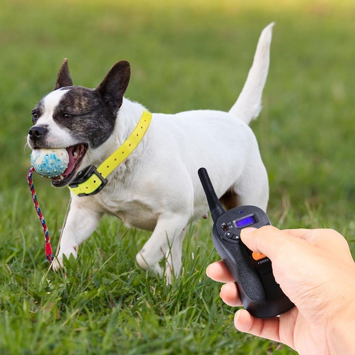 hotspot pets training collar