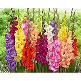 10 Gladiolus Bulbs, Mixed Colors - Sword Lily, Easy to Grow Perennial Garden or Container Flowers