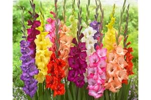 CZ GRAIN 4 Gladiolus Bulbs – Mixed Colors – Sword Lily – Easy-to-Grow Perennial Flower - Great for Decor or Special Occasions