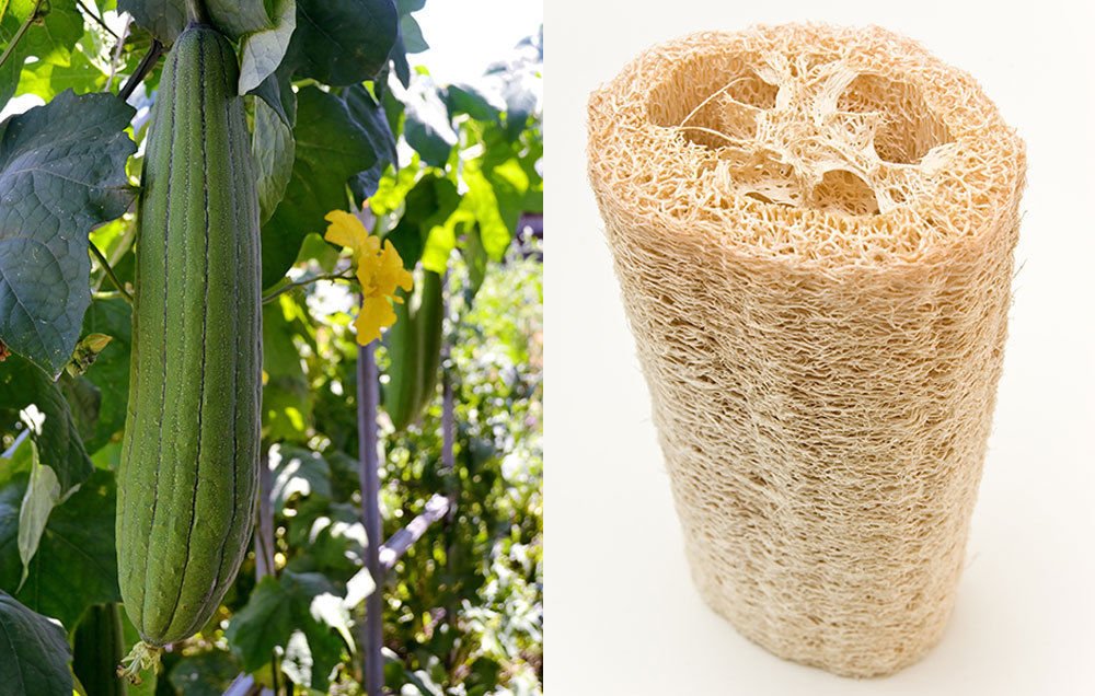 LUFFA Sponge 10100 Seeds Gourd Loofah Dishcloth Very Productive Mướp