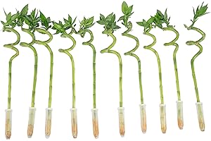 Costa Farms Lucky Bamboo Spiral Stalks (Pack of 10)