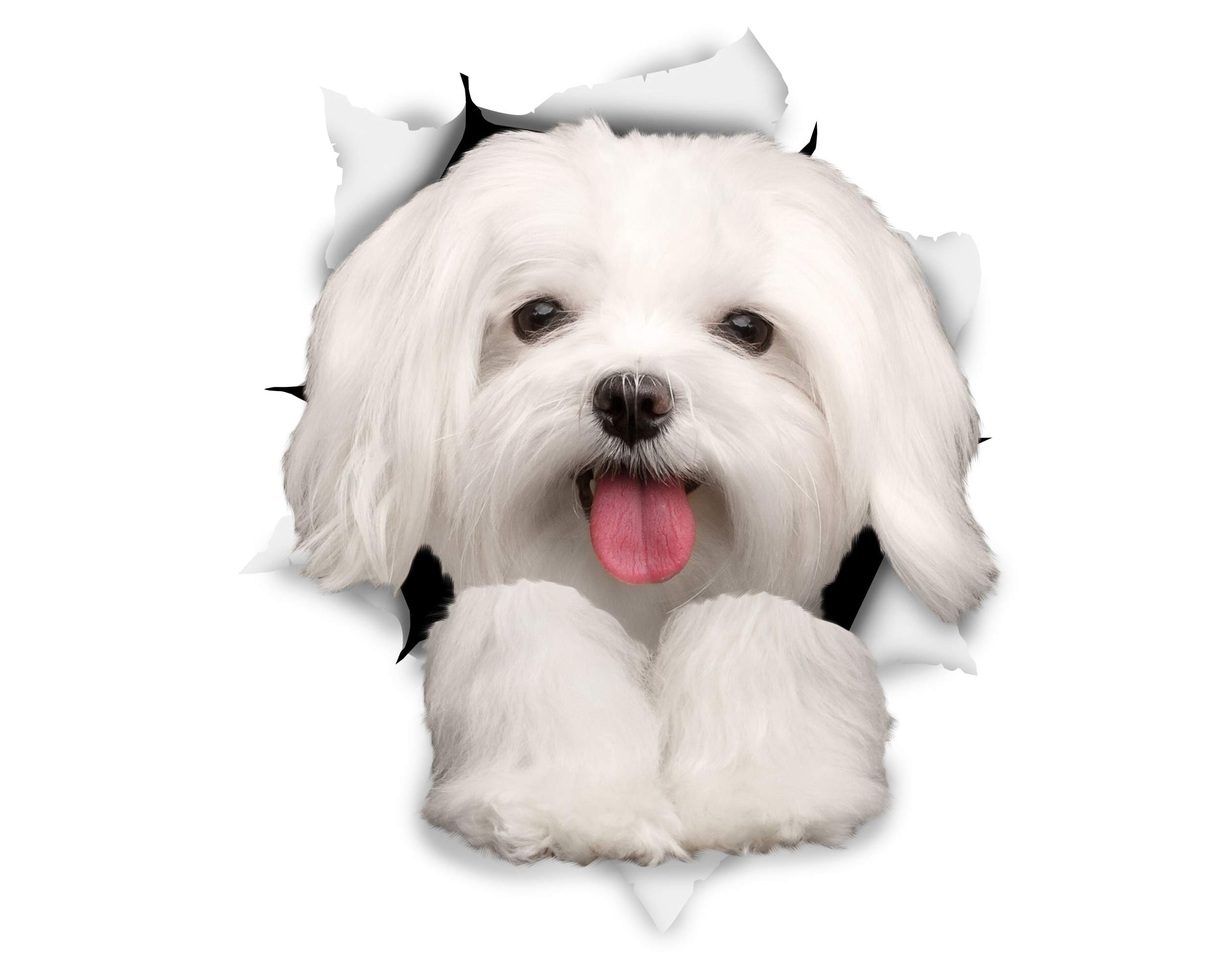 Winston & Bear 3D Dog Stickers - 2 Pack - Cute Maltese Gifts for Wall, Fridge, Toilet and More Maltese Stickers
