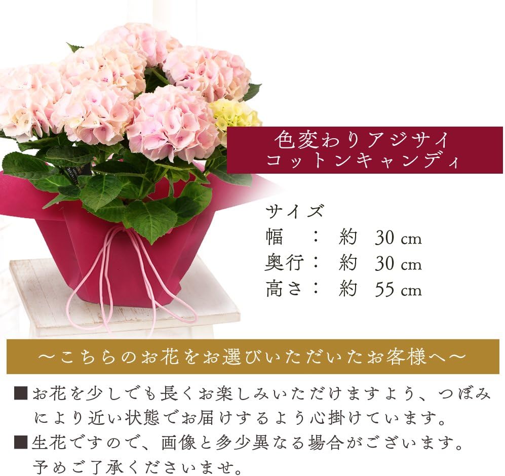 Amazon 母の日 アジサイ コットンキャンディ ピンク 色変わり 鉢花 フラワーギフト プレゼント 鉢花 紫陽花 観葉植物 オンライン通販 Amazon 母の日 アジサイ コットンキャンディ ピンク 色変わり 鉢花 フラワーギフト プレゼント 鉢花 紫陽花 観葉植物 オンライン通販