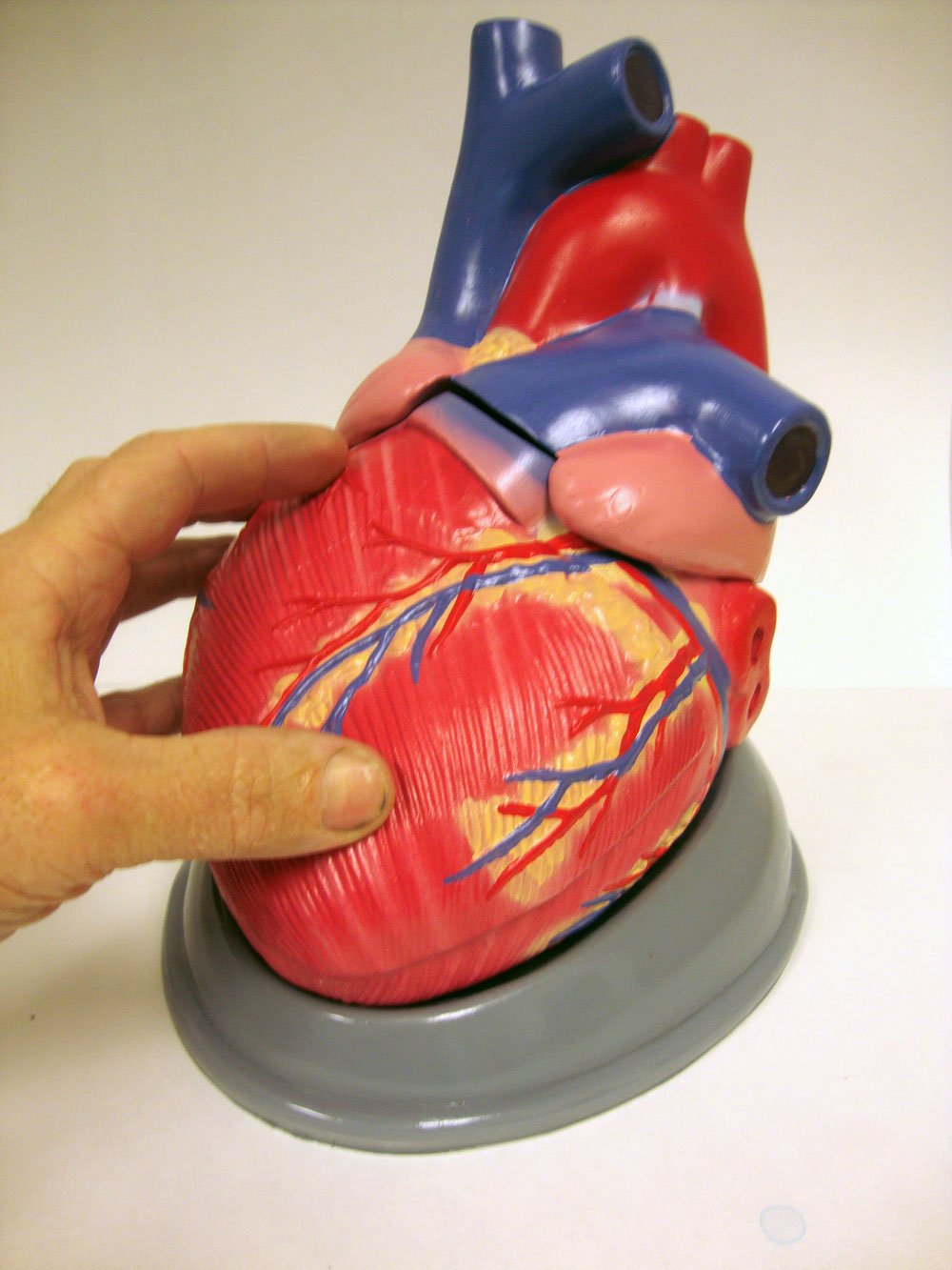 model of heart with clay