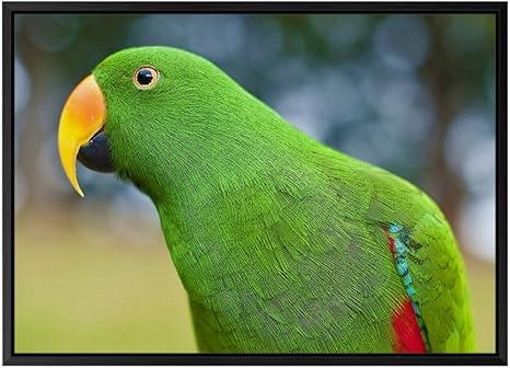 Amazon Co Jp グリーンパロット 動物の写真 黒の木製フレーム装飾画 アートキャンバス印刷ポスター 35cmx50cmx3 5cm ホーム キッチン