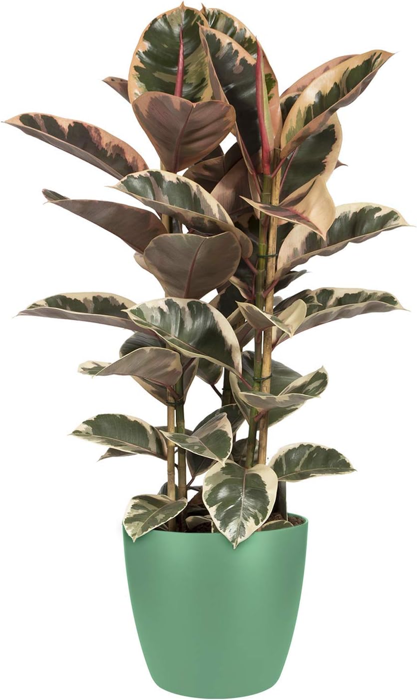 Elho Brussels Round 14 - Flowerpot - Jade Green - Indoor - Ø 13.6 x H 12.5 cm