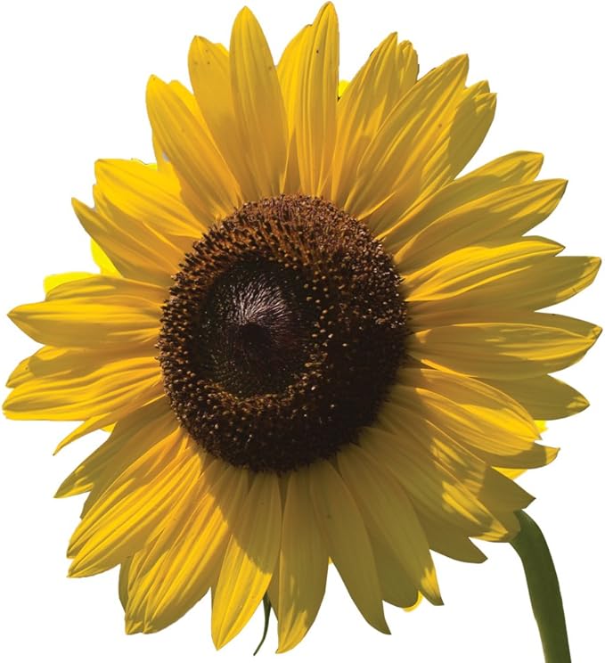 Burpee Elegance Sunflower Seeds 25 seeds Garden & Outdoor