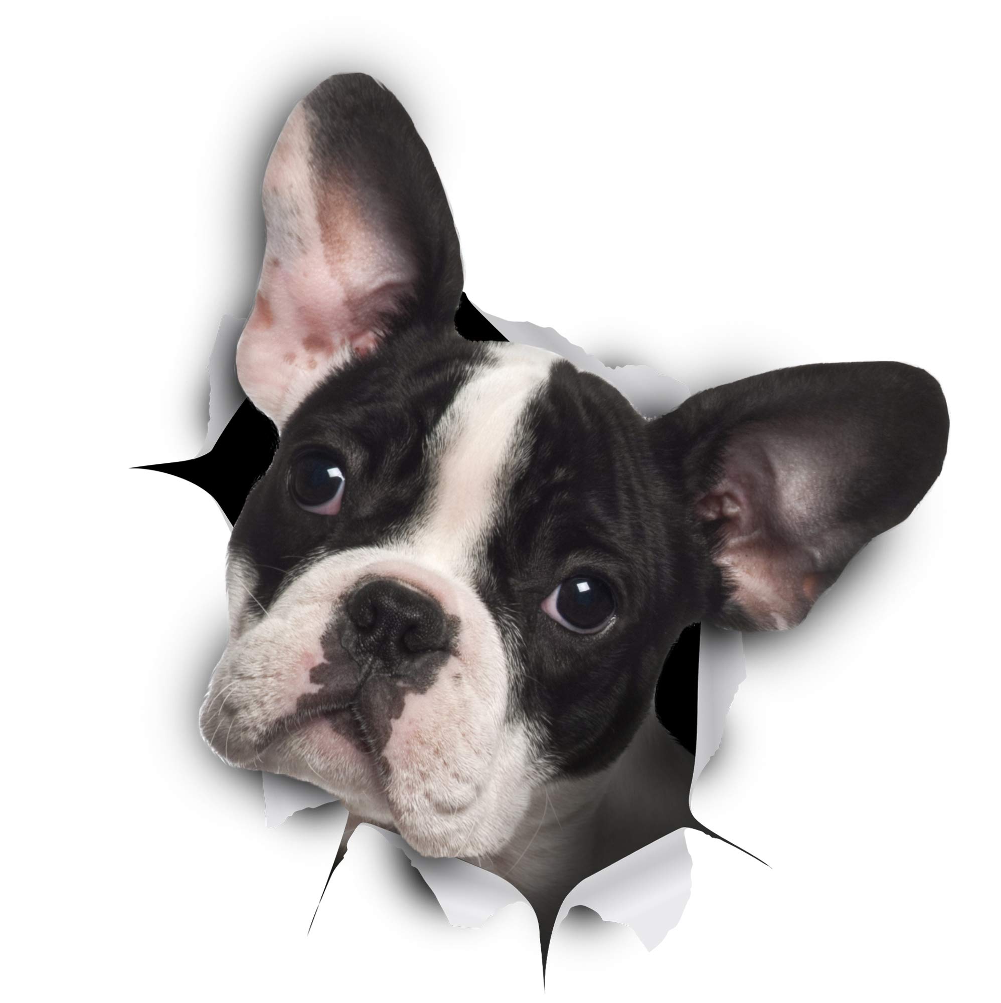 Winston & Bear 3D Dog Stickers - 2 Pack - Black and White French Bulldog for Wall, Fridge, Toilet and More - Retail Packaged Pied Frenchie