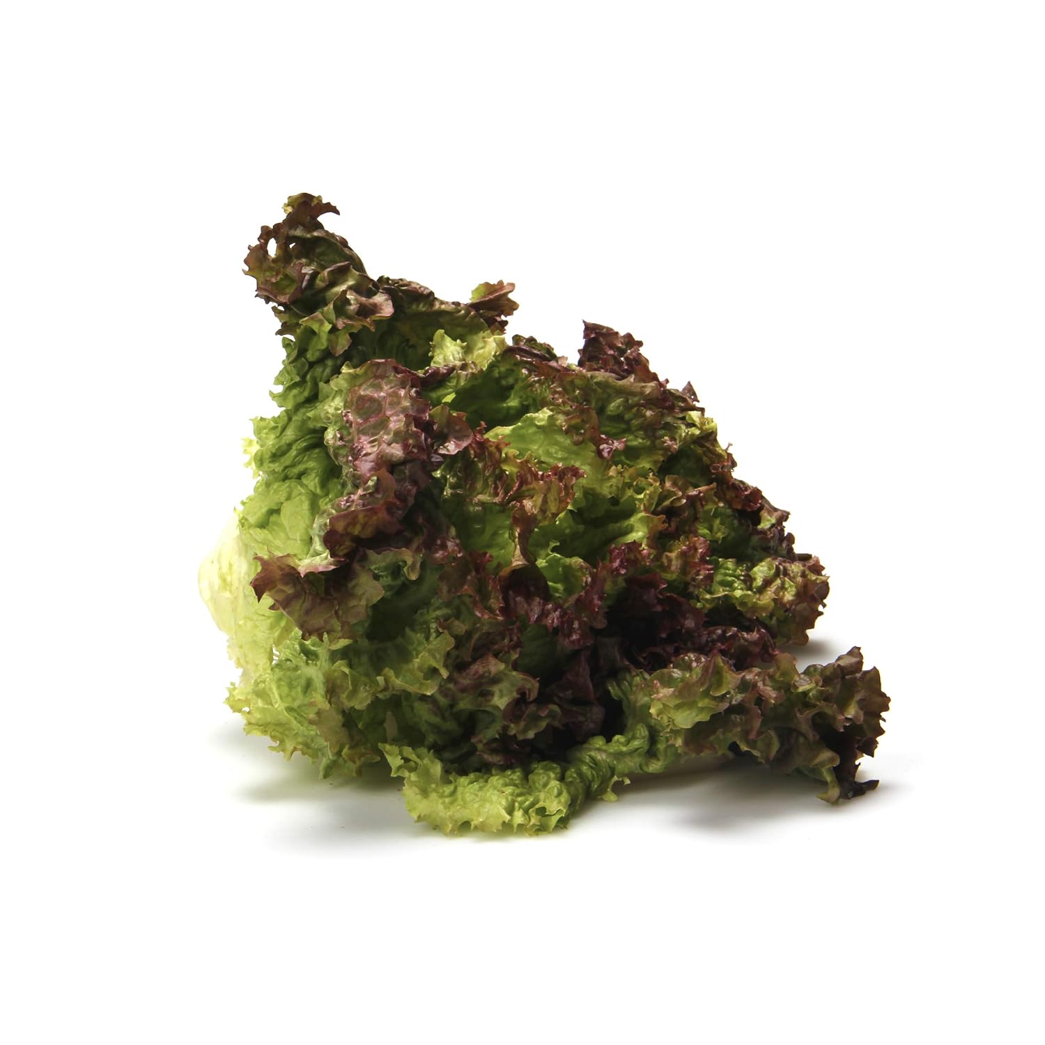 Lettuce Boston Red Organic, 1 Each Grocery & Gourmet Food