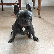 canagan dog food amazon