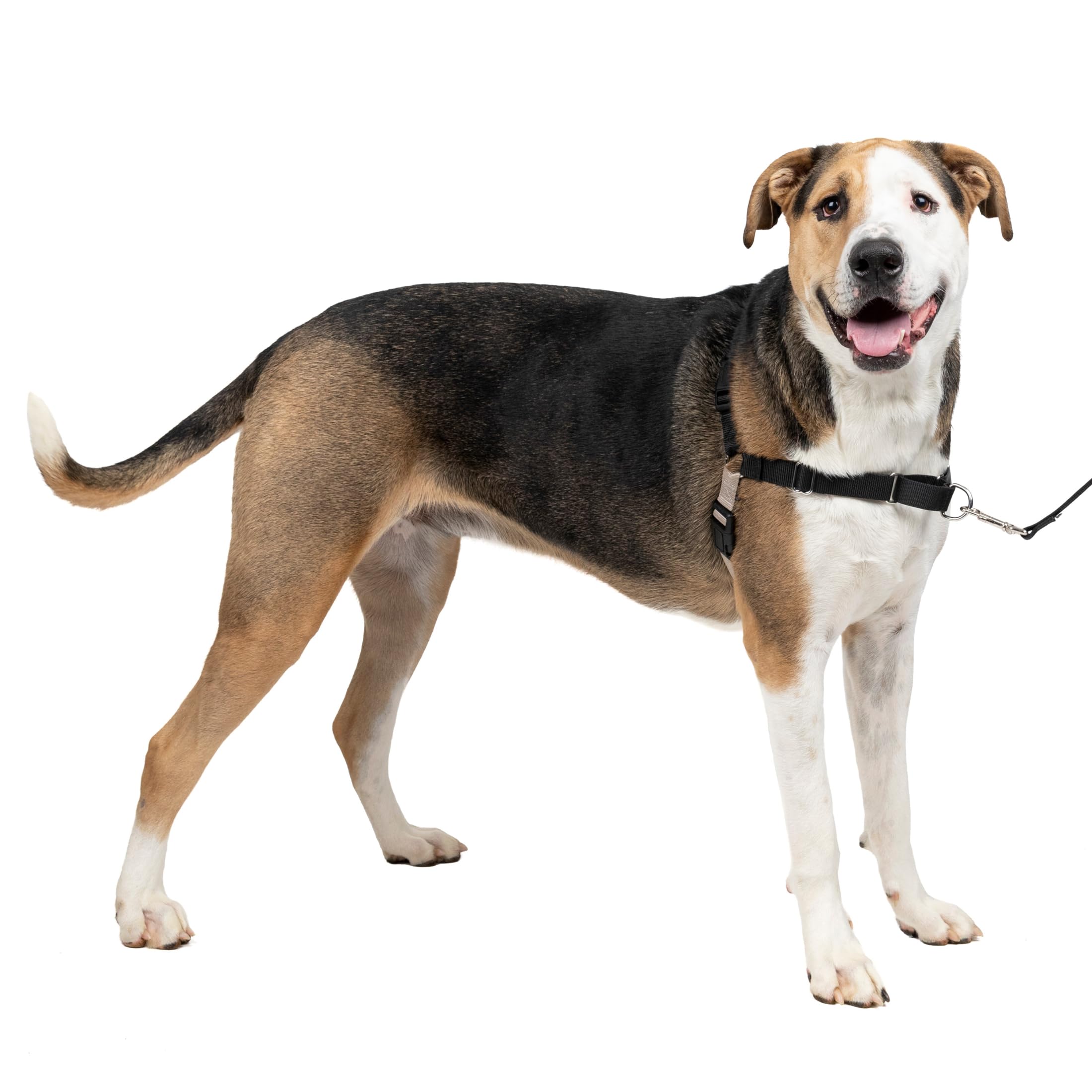 PetSafe Easy Walk Dog Harness, No Pull Dog Harness – Perfect for Lead & Harness Training – Stops Pets from Pulling and Choking on Walks – Large, Red — image 1