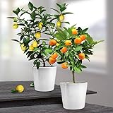 Lemon and Orange Combo x 2