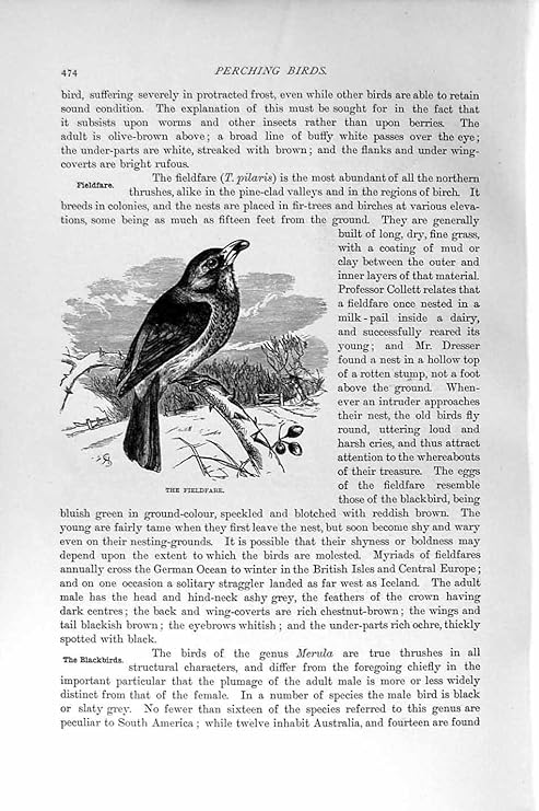 Amazon 自然史 1894 95 のとまる鳥のノハラツグミの印刷物 アートフレーム ポスター オンライン通販