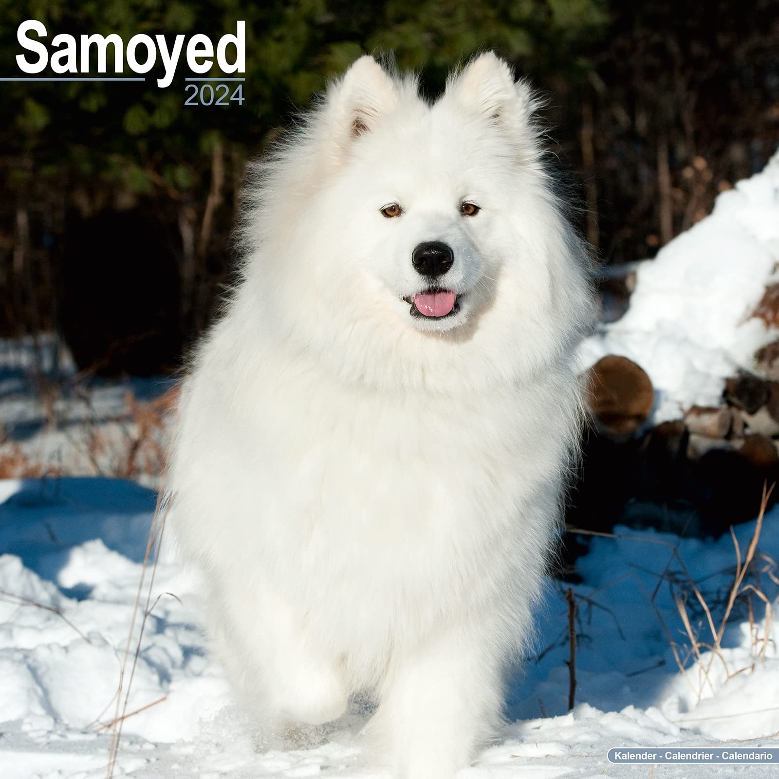 Samoyed Calendar 2024 | Square Dog Breed Wall Calendar - 16 Month