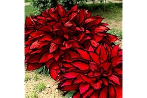 30+ Rare Hosta Seeds - Perennial Shade-Tolerant Plants, Indoor/Outdoor Planting, Easy to Flower, Low Maintenance, Garden & Po