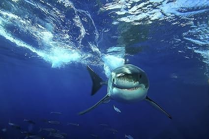 Great White Shark Wallpaper Wall Mural Self Adhesive Multiple