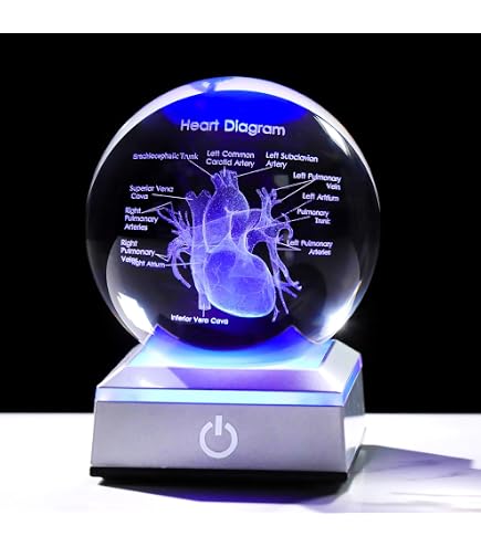 Amazon.com: Movdyka 3D Human Heart Model Doctor Gifts for Men 3D