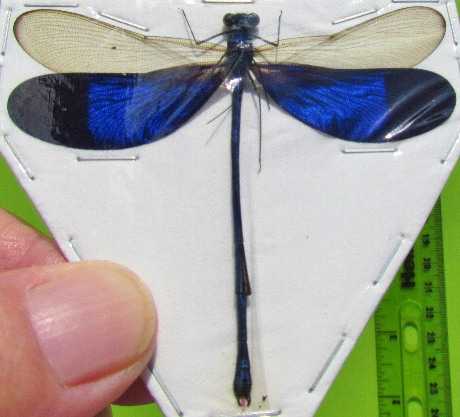 Real Electric Blue Wing Damselfly Dragonfly Neurobasis kaupi Male Fast from USA