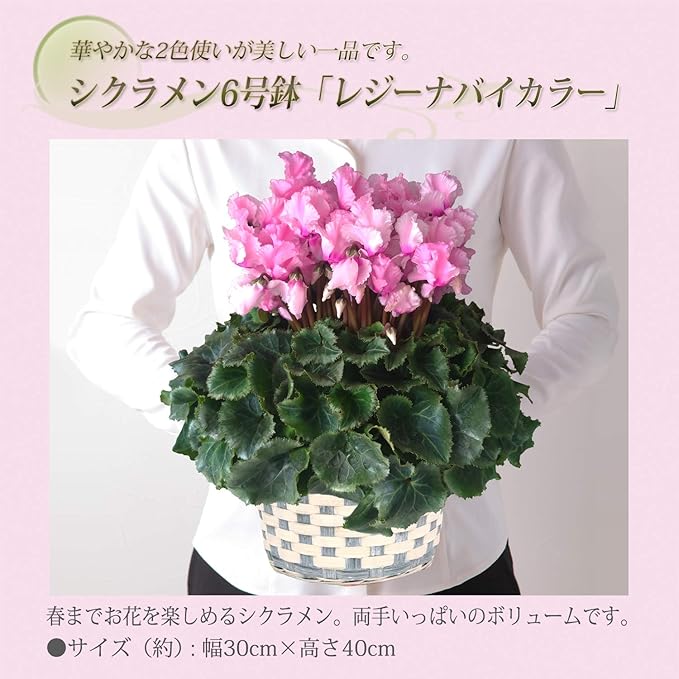 Amazon Co Jp 花のギフト社 シクラメン レジーナ シクラメンピンク シクラメン花 鉢花 花鉢 シクラメン6号鉢 花 ホーム キッチン