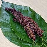 Long Mulberry Tree 'Pakistan" Black Mulberry Tree Morus alba Live Plant Fruit