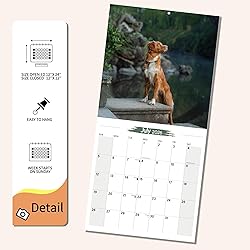 2025-2026 Wall Calendar Nova Scotia Duck Tolling