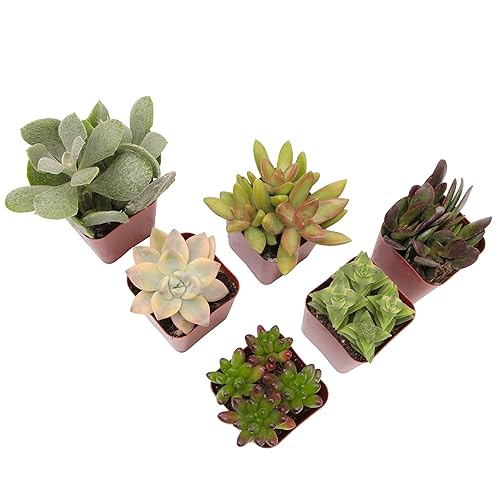 Succulents Plants Live (6PK) Potted Succulent Plants Live House Plants,  Cactus Plants Live Plants Indoor Plants Live Houseplants, Indoor Plant  Succulents Live Plant House Plant by Plants for Pets in Saudi Arabia |