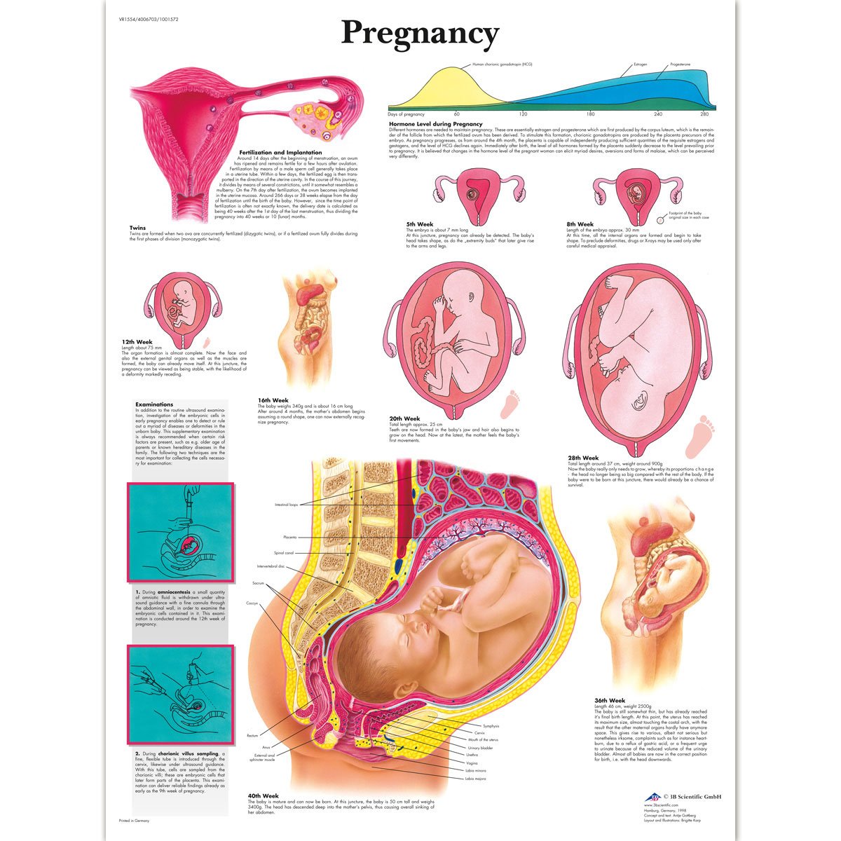 3B Scientific Human Anatomy - Pregnancy Chart, Laminated Version