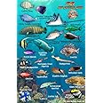 Fiji Reef Creatures Guide Franko Maps Laminated Fish Card 4" x 6"