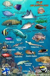 kindle best category lists