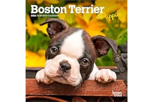 Boston Terrier Puppies | 2026 7 x 14 Inch (Hanging) Monthly Mini Wall Calendar | BrownTrout | Animals Dog Breeds Puppy
