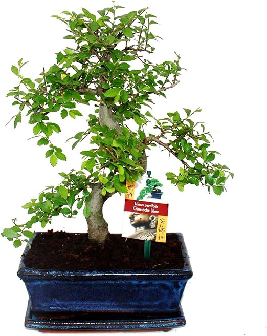 Bonsai orme de Chine Ulmus parviflora 8 ans Amazon.fr Jardin