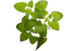 DesertUSA Catnip Seeds - Nepeta cataria for Planting, 2200+ Herb Seeds, Indoor or Outdoor Growing, Heirloom, Non-GMO, Cats Love Catnip Leaves. (Catnip Seeds, 1500mg)