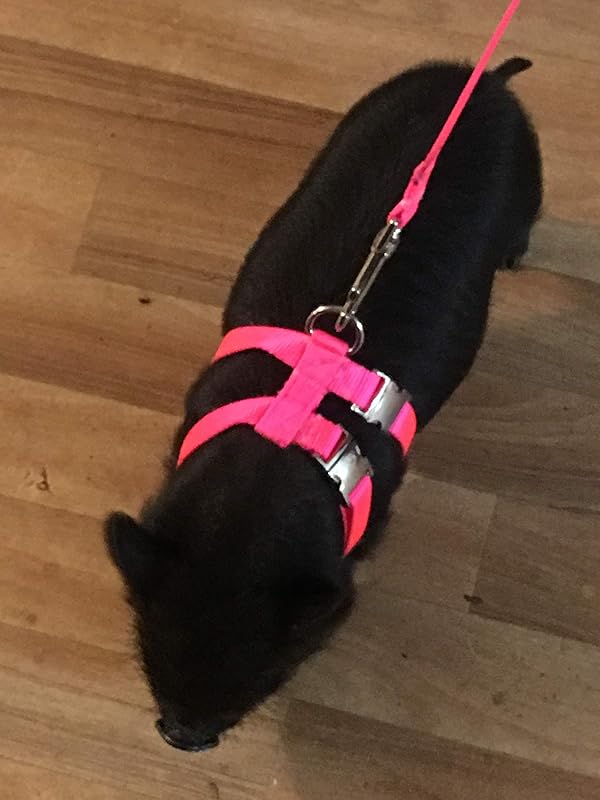 PIG HOG Harness 2 Buckles Home Made Handmade