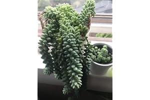 2X4 + 4" Apprx Sedum morganianum Burrito Donkey Burro Tail Succulent Rooted!!:Package Contatins Seeds