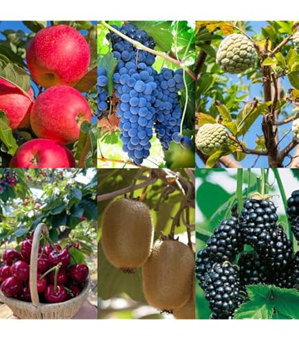 Grape SEED 1〜26 / 12〜26 Amazon.com : US Organic Grape Seed Oil, USDA Certified