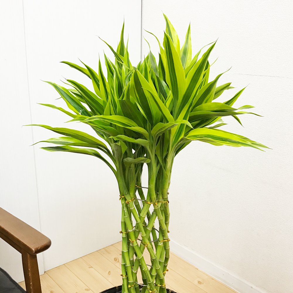 年間ランキング6年連続受賞 観葉植物 ドラセナサンデリアーナ ミリオンバンブー 鉢カバー付 B017sa7ozs 幸運の竹 ラッキーバンブー 大型 インテリア グリーン観葉植物 Jurnal Ulb Ac Id