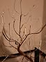 Lampada Albero Bonsai Da Tavolo Acouto - LED, 48 Luci, Decorativa, Anche Come Luce Notturna