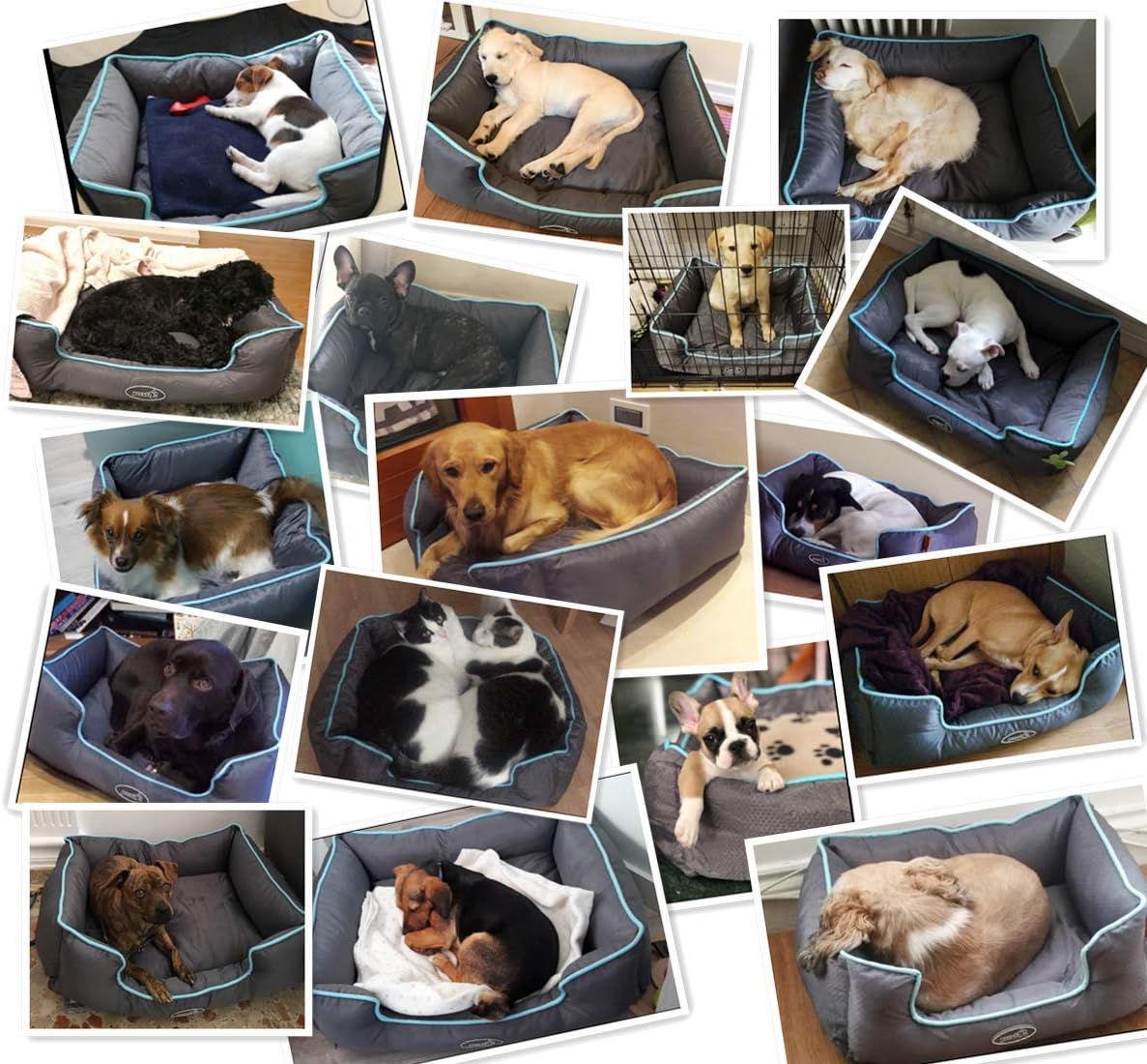 pecute Water Resistant Pet Bed for Small Medium Dogs Removable Machine