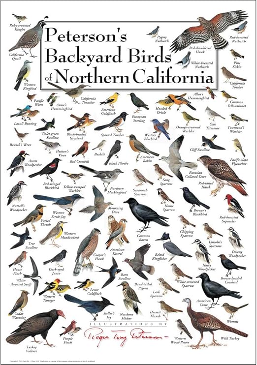 Amazon Com Earth Sky Water Poster Peterson S Backyard Birds