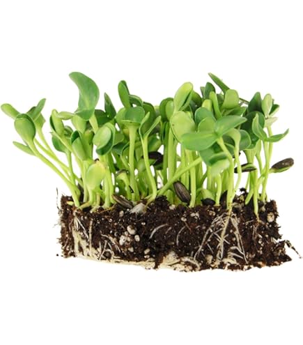 Amazon.com : Black Oil Sunflower Seeds Non GMO for Planting or Sprouting  One Pound Apprx 1200 Seeds : Patio, Lawn & Garden