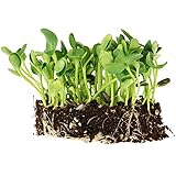 Whole Sunflower Sprouting Seeds: 5 Lb ~ 128,000