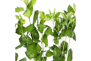 CANTON AQUATICS Wisteria Hygrophila Difformis Bunch