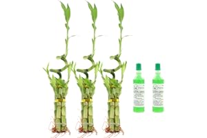 NW Wholesaler - 5 Stalk Lucky Bamboo Arrangement with Spiral Stalk and 2 Free Bottles of Lucky Bamboo Fertilizer