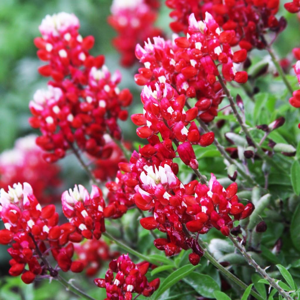 Photo 1 of 1000+ Perennial Red Texas Bluebonnet Seed-Texas Lupine Flower for Planting Grow in Garden Home Heirloom