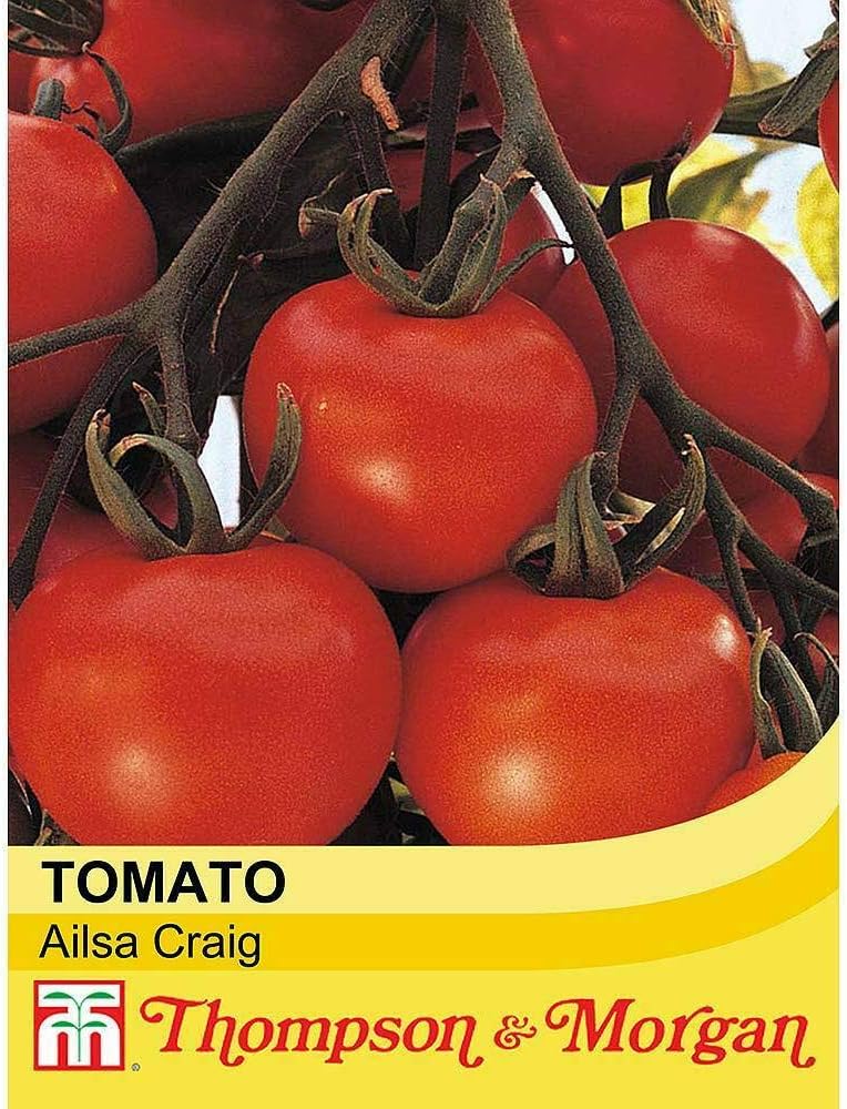 Tomato Seeds 'Ailsa Craig' Half-Hardy Annual Garden Plants Easy to Grow Your Own for Veg Patch Allotment Tomato Seeds 'Ailsa Craig' 1 Packet of 94 Seeds by Thompson and Morgan - Image 3